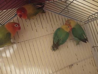 love birds
