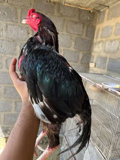 Aseel lasani male for sale 03103759121 whatsapp number