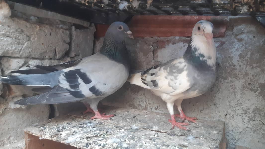 Fancy Piegons 19