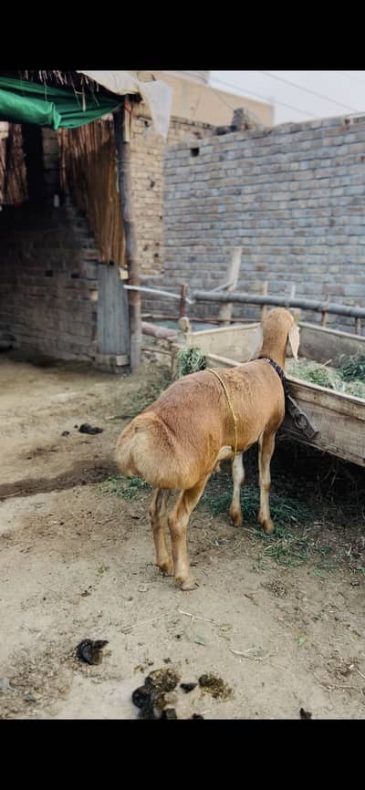 Sheep male breader
