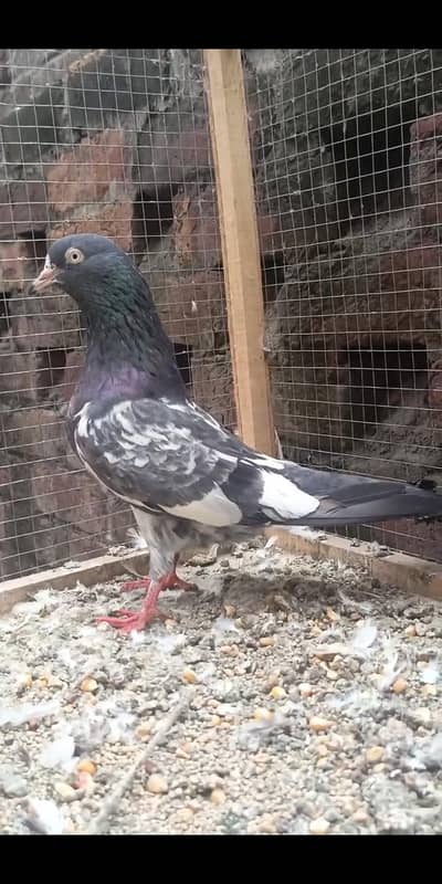 Royal Taddy Jora for sale