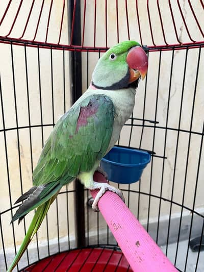 jumbo size adult RAW PAROT with speaking words  with cage.