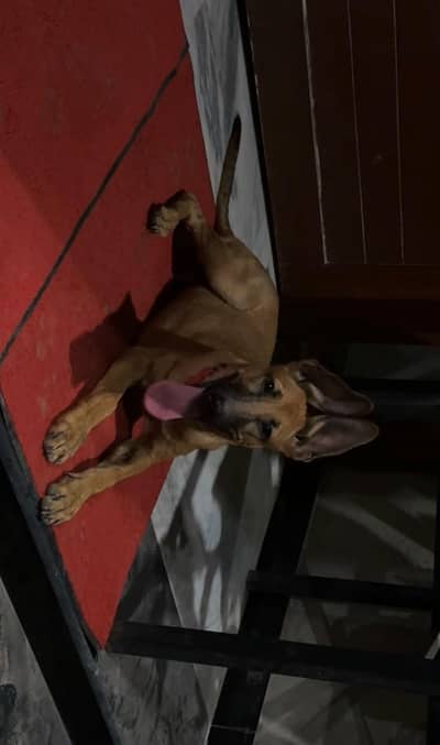 I AM SELLING MY BELGIUM MALINOIS PUP