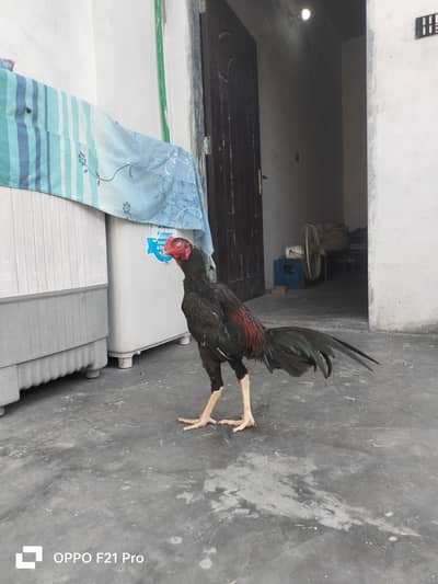 Pure Aseel Thai Murga 8 Months For Sale