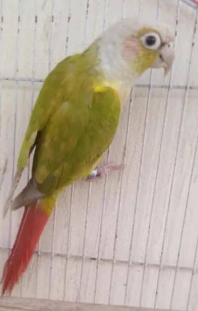 pineapple conure with DNA. Male