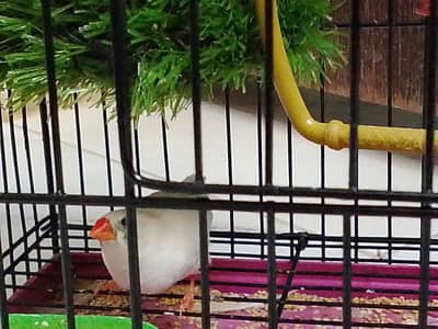 one peice available for finche female with cage contact  03423496253