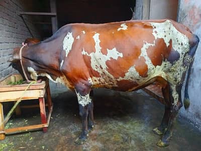 jersey cow