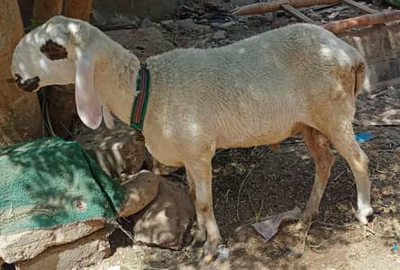 Dumba male age 6 month gulabi male 2 danad 03112615821