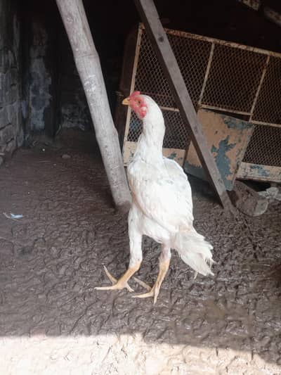 shamo top quality male 100% original breed Available