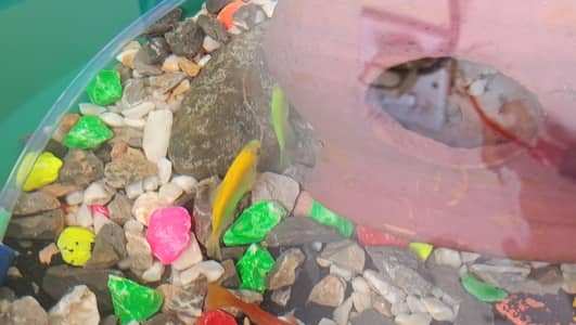 Full Grown Tetra fish pair