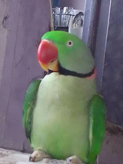 Raw parrot for sale