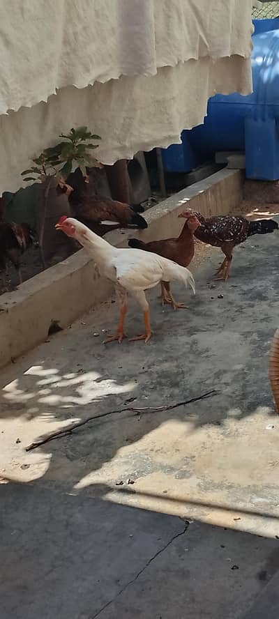 for sale