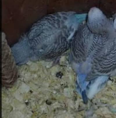 Near To Self Budgie Chicks Available For Sale