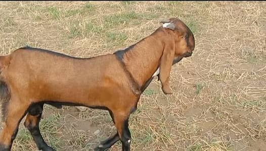 nagra breedar Bacha pure beetal