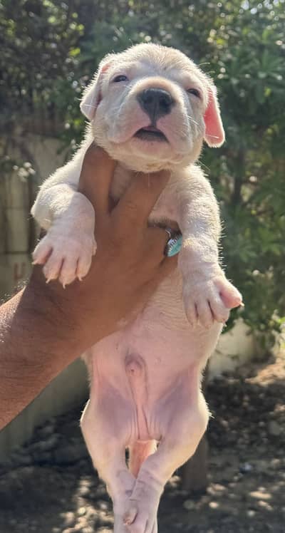 Dogo argentino puppy