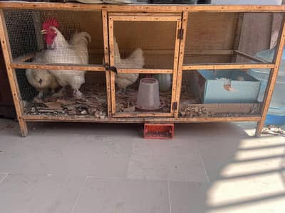 white cochin chickens with cage