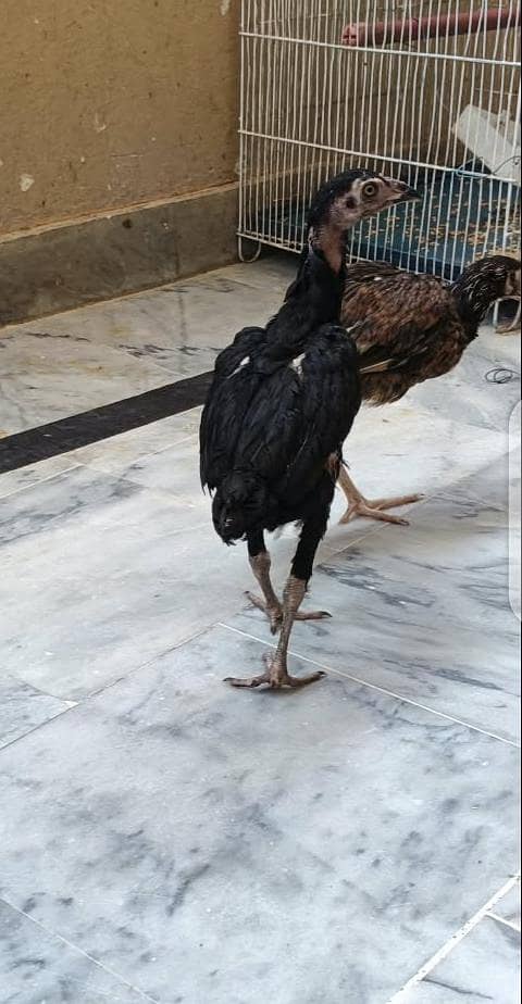 aseel chicks 2