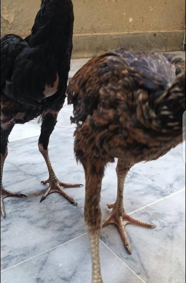 aseel chicks 5
