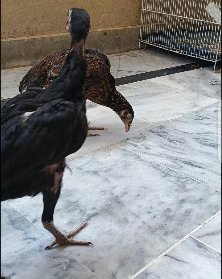 aseel chicks 6
