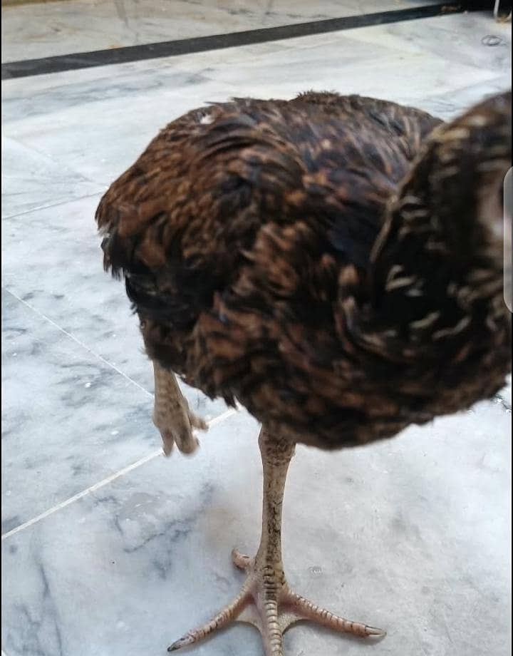 aseel chicks 7