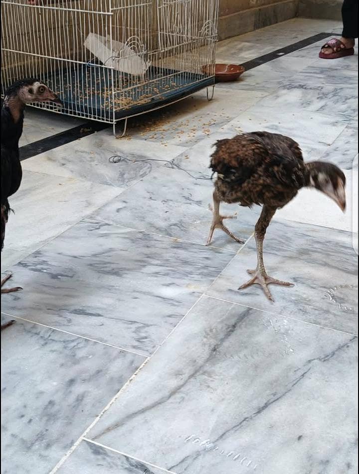 aseel chicks 8