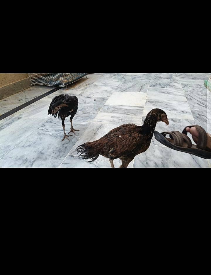 aseel chicks 9