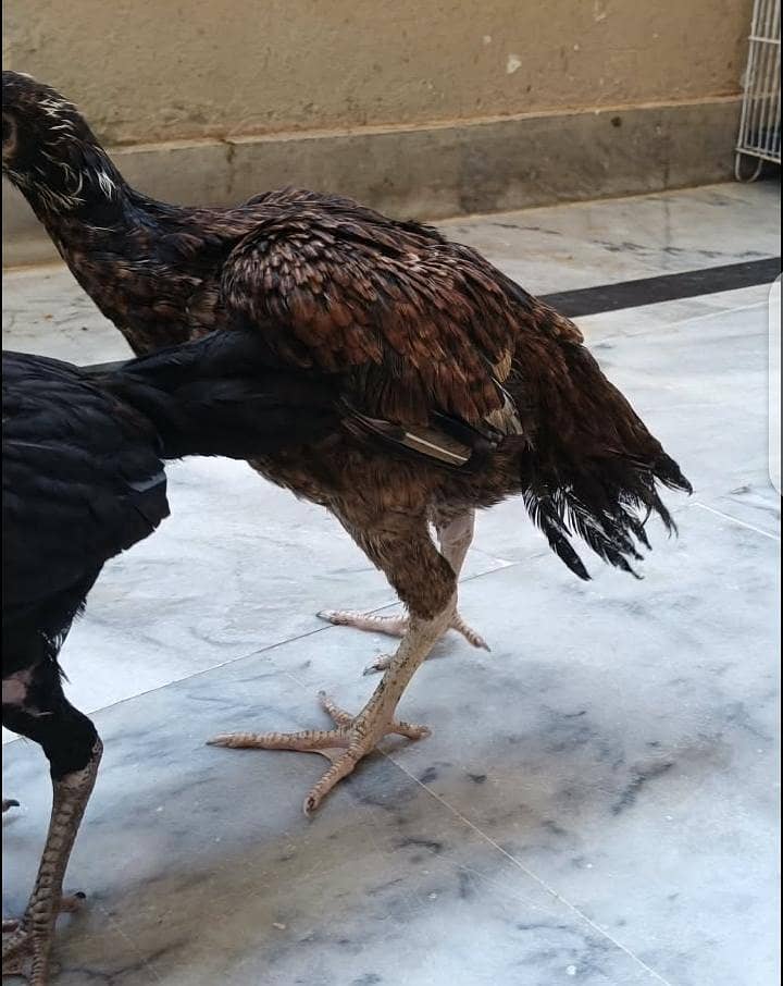 aseel chicks 10
