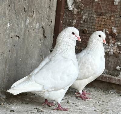 Breeder Pigeon Pairs for Sale – Imported Bloodline