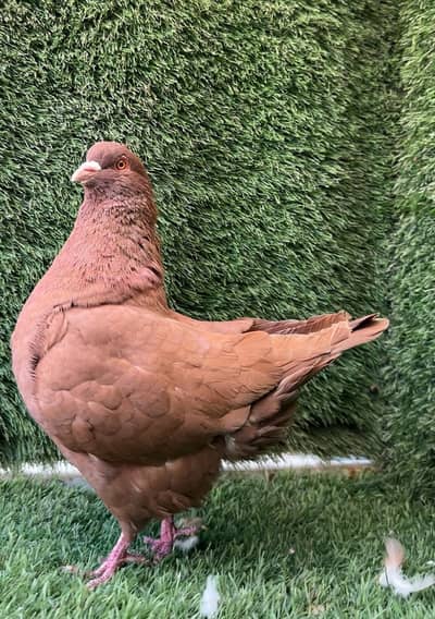 Breeder Pigeon Pairs for Sale – Imported Bloodline