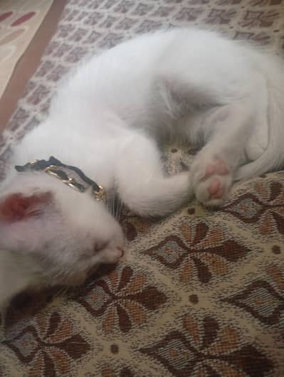 Persian cat available