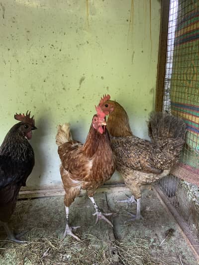 DESI HENS EGG LAYING GRENTY  EXCHNGE ALSO POSSIBLE