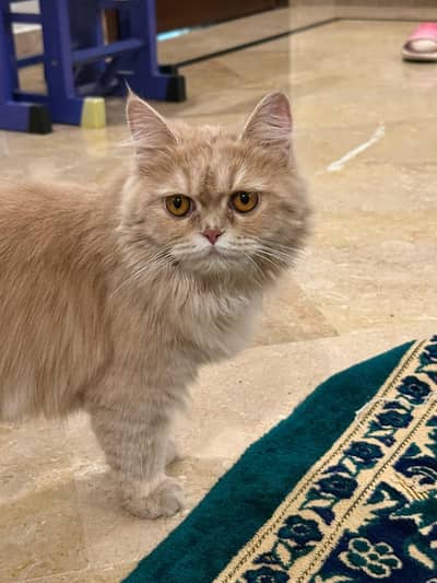 pure original persian Cat double coat