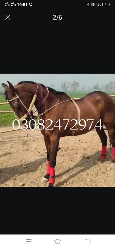Beautiful Female and male horses for sale excellent breed