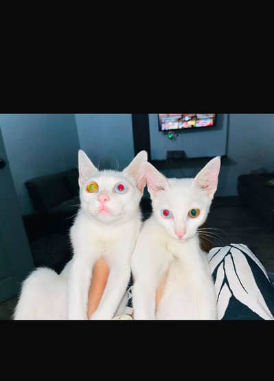 Super Loving White Cats Pair - Odd-Eyed & Russian Mix