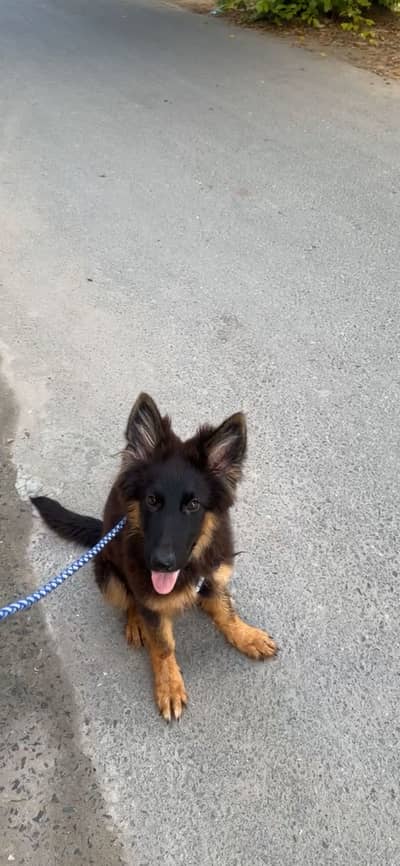 German Shepherd Female Puppy