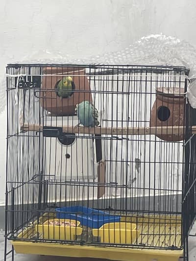 Budgies for sale in pair