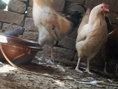 Desi Hen White kurak Hoti hai