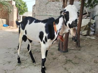 urgent for sale