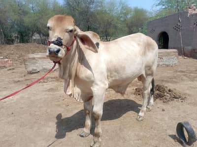 Brahman|son of stilan brahman574/20| bull| bachra| cowboy