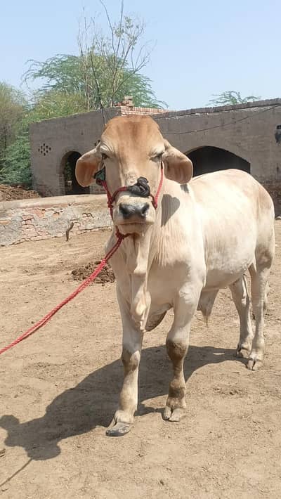 Brahman|son of stilan brahman574/20| calf | bachra| cowboy