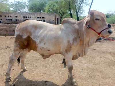 Brahman|son of stilan brahman574/20| calf | bachra| cowboy