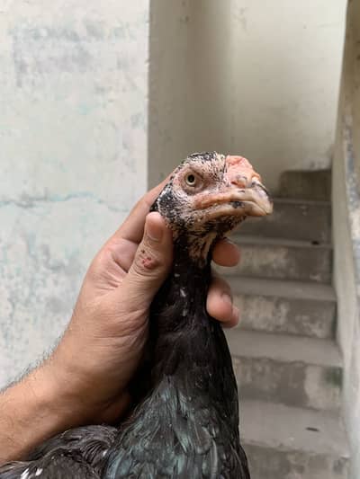 Mushki madi for sale