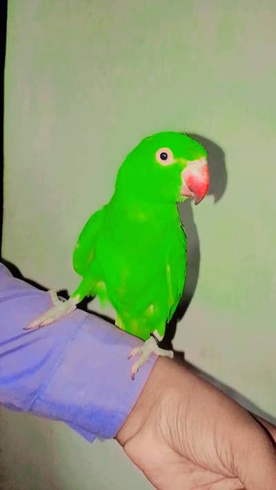 ringneck parrot