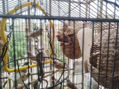 Breeding finches. Male or female both are available.