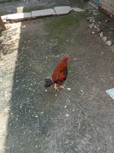 pure Desi pair for sale