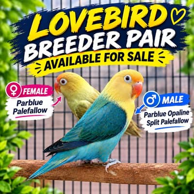 Lovebird Breeder Pair | Parblue Palefallow | Cage + Box Available