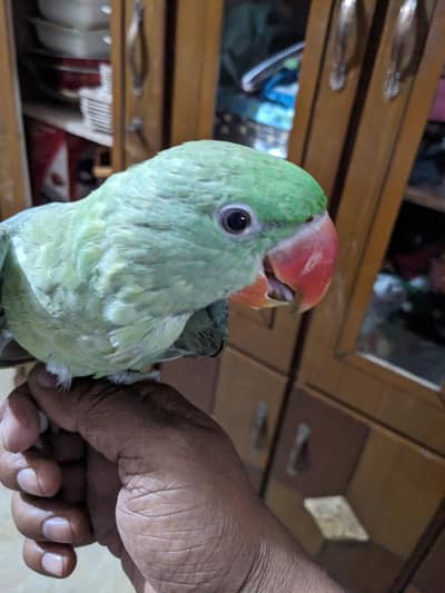 Raw Parrot