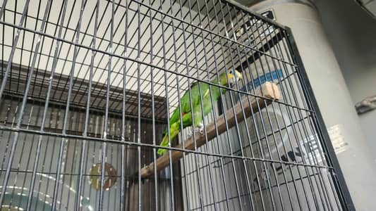 Amazon parrot male