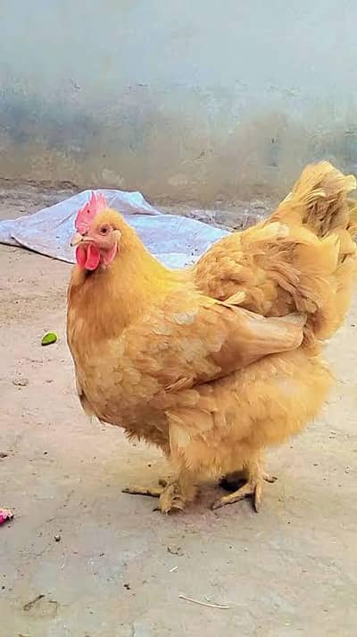 Breeder females