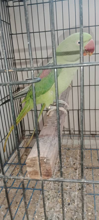 1 Female for new shelter
